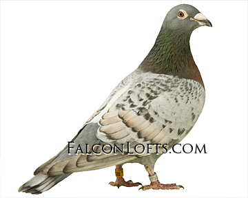 Dominant opal pigeon homer