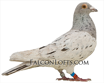 spread dilute ash red homer pigeon