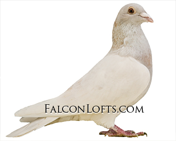 ash red dilute falcon lofts