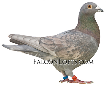 Dom opal spread rare color pigeon