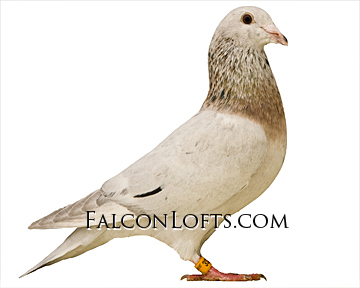 qualmond rare colored racing pigeon